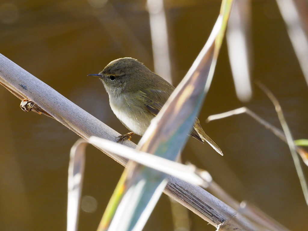 Mosquitero al acecho