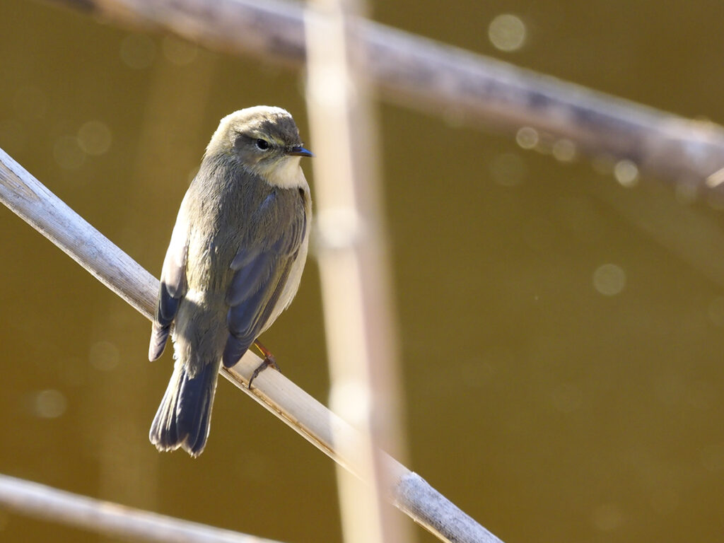 Otro mosquitero