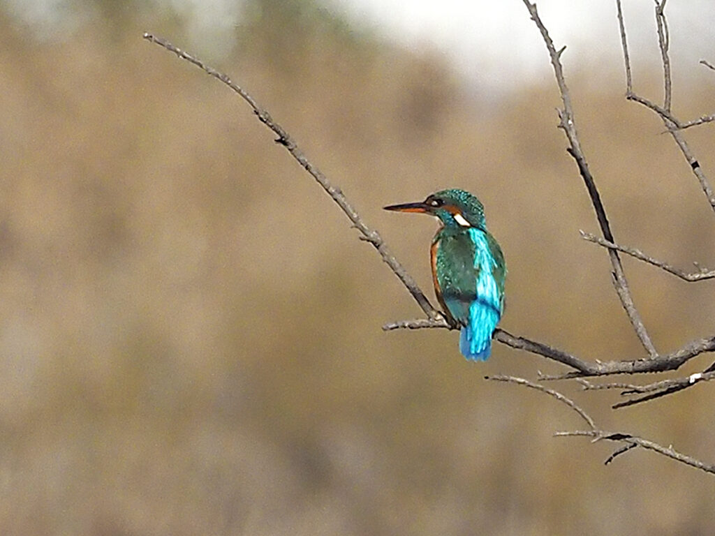 El esquivo martín pescador