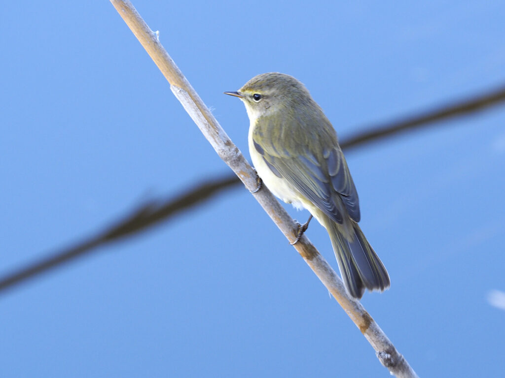 Mosquitero