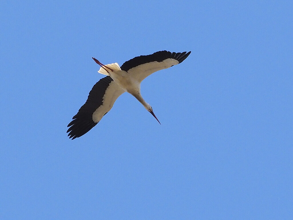 Cigüeña blanca sobrevolando la zona
