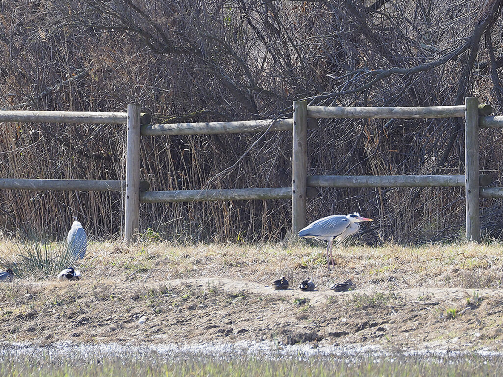 Garzas reales tomando el sol