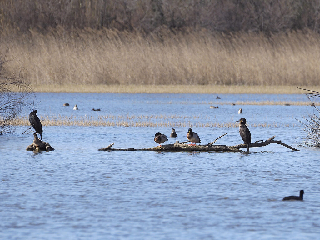 Cormoranes y azulones tomando el sol