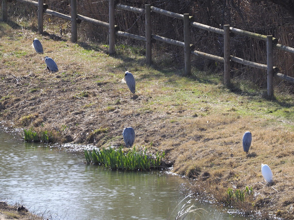 Garzas reales dormitando al sol