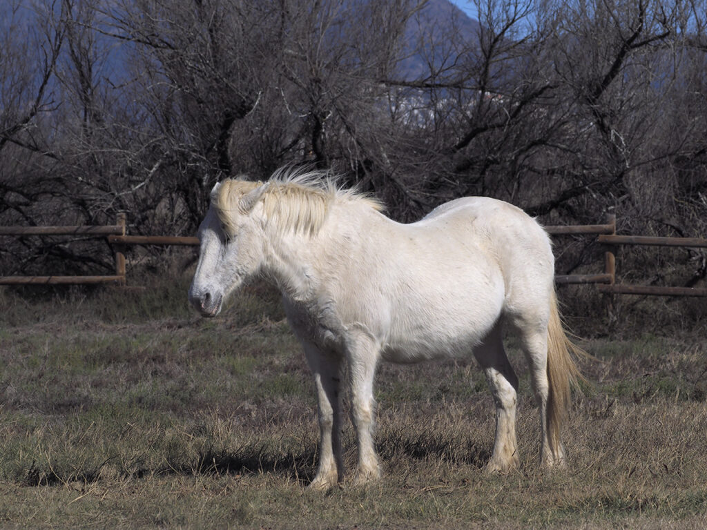 Caballo