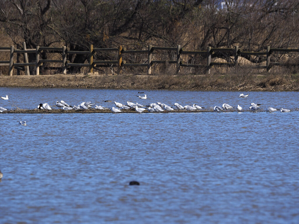 Grupos de gaviotas