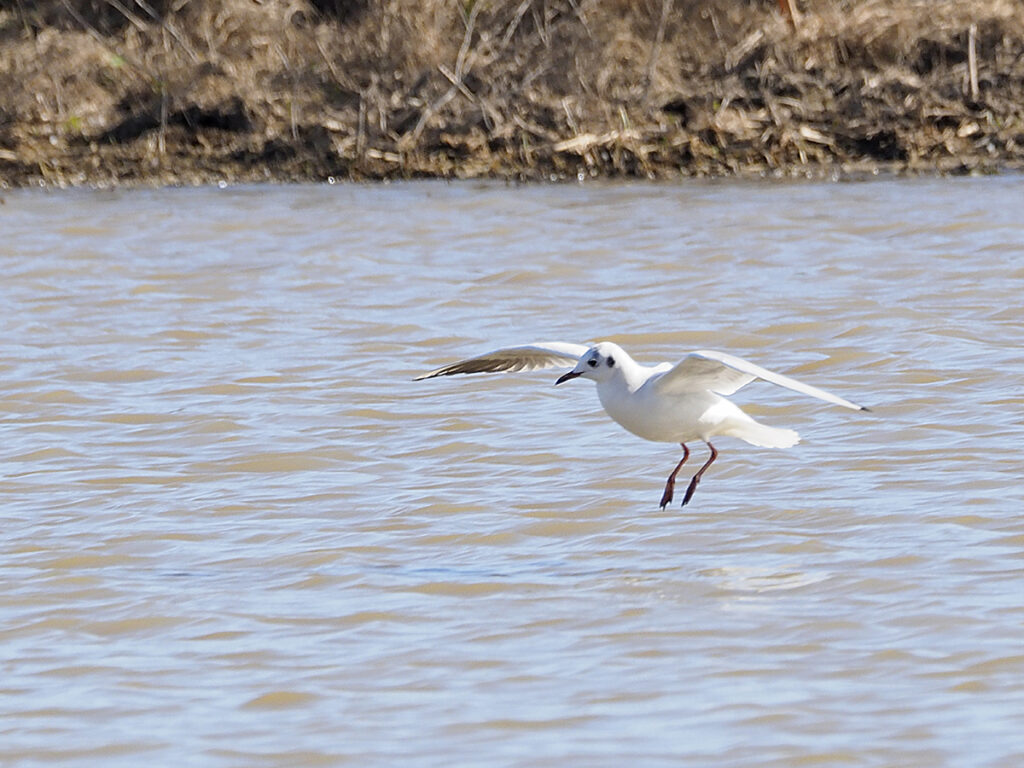Gaviota reidora joven