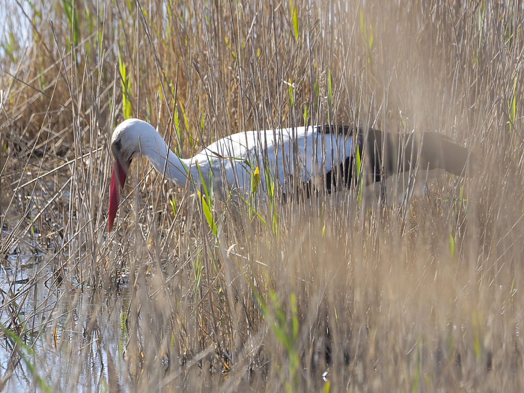 Cigüeña cazando