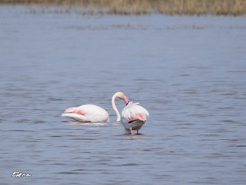 Flamencos con el agua por la cintura