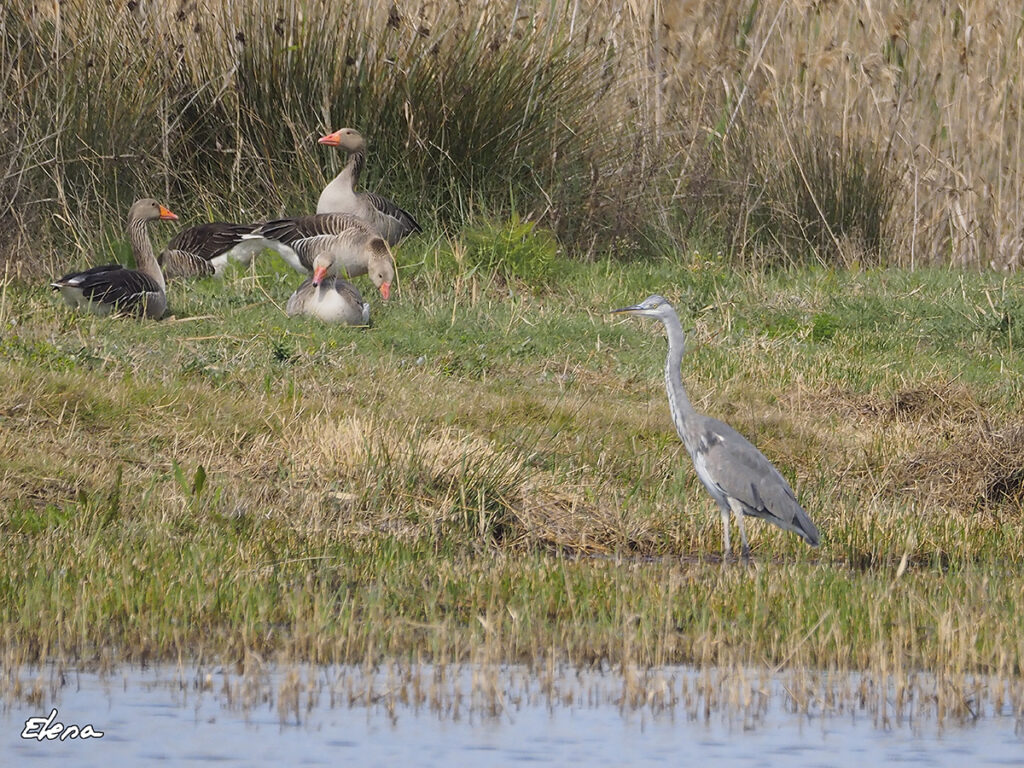 Garza real sigilosa