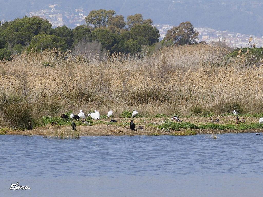 Garcetas, moritos y cormoranes...
