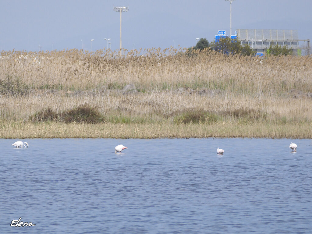 Flamencos en la laguna