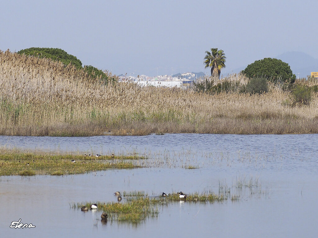 Bassa dels Pollancres