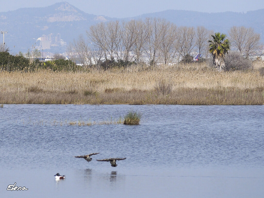 Patos amerizando en la laguna