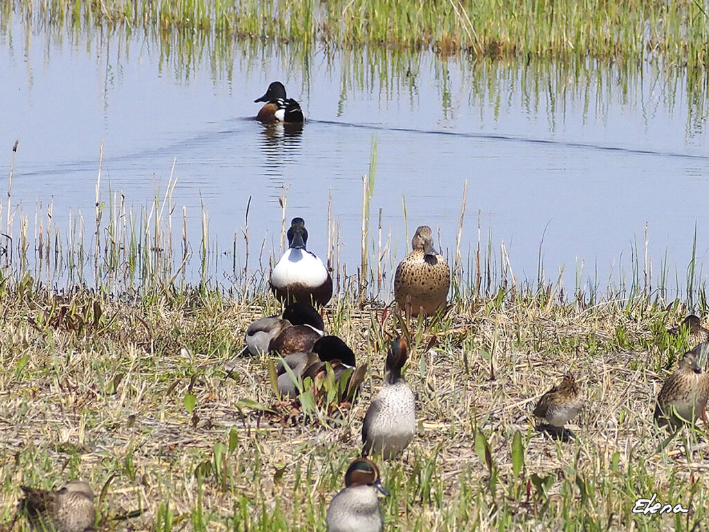 Patos cuchara posando como jarrones chinos