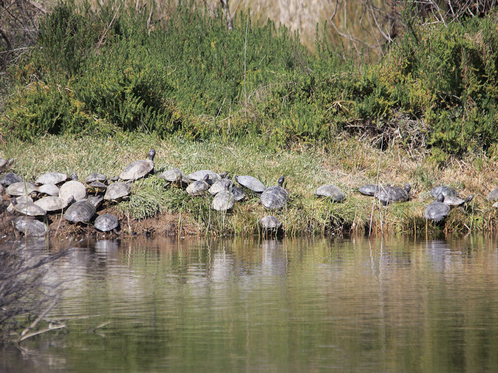 Acumulación de tortugas en un rincón.