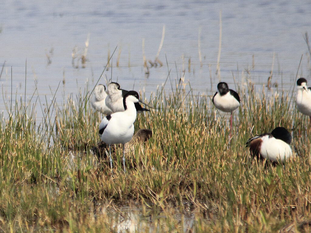 Avoceta común en compañía