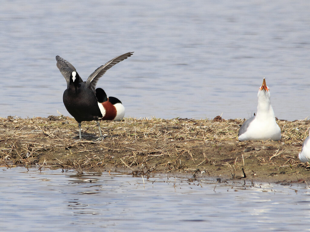 Focha con gaviota perezosa