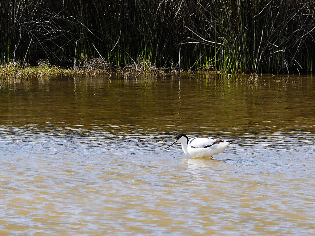 Avoceta laboriosa