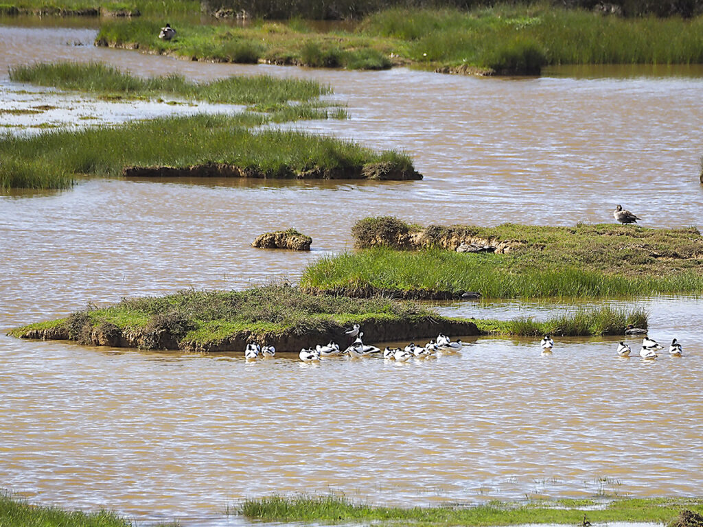 Avocetas reposando