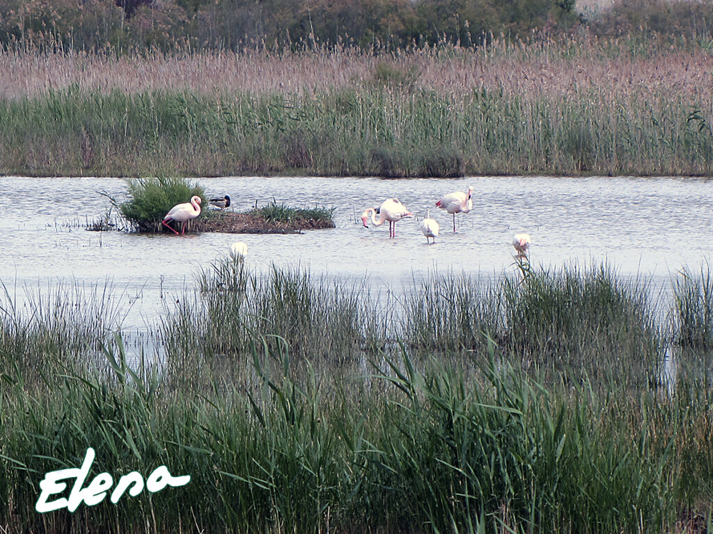 Flamencos en grupo