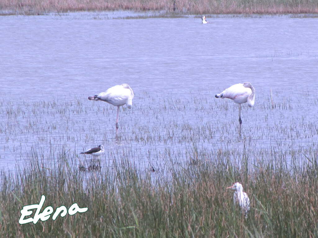 Flamencos descansando y garcilla bueyera camuflada