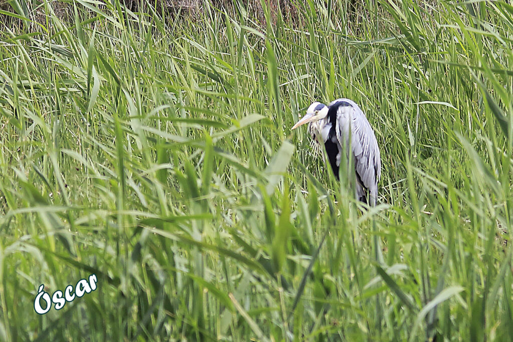 Garza real dormilona