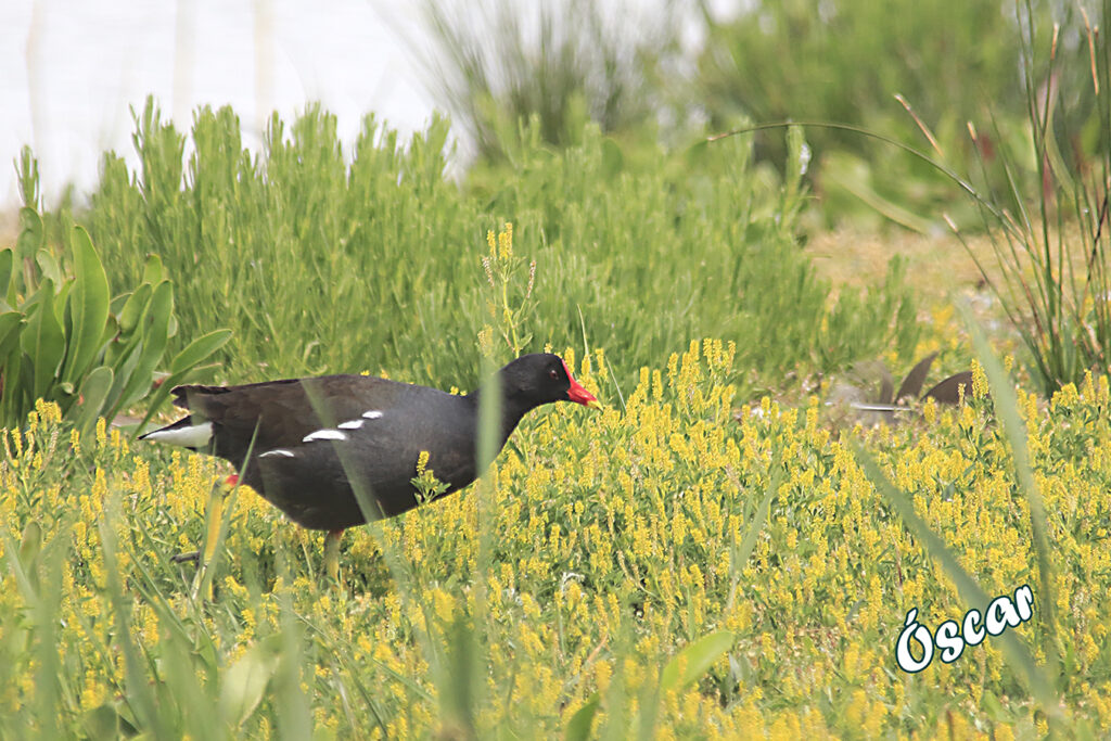 Gallineta paseando