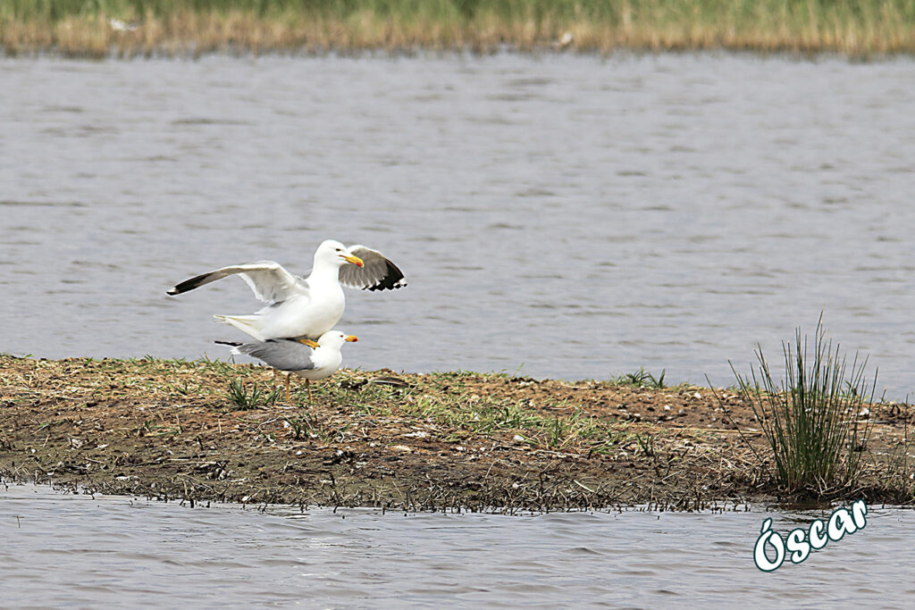 Gaviotas celebrando la primavera