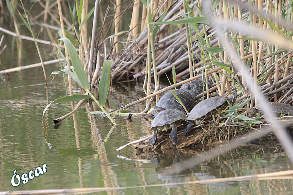 Tortugas en el puente de la Vilada