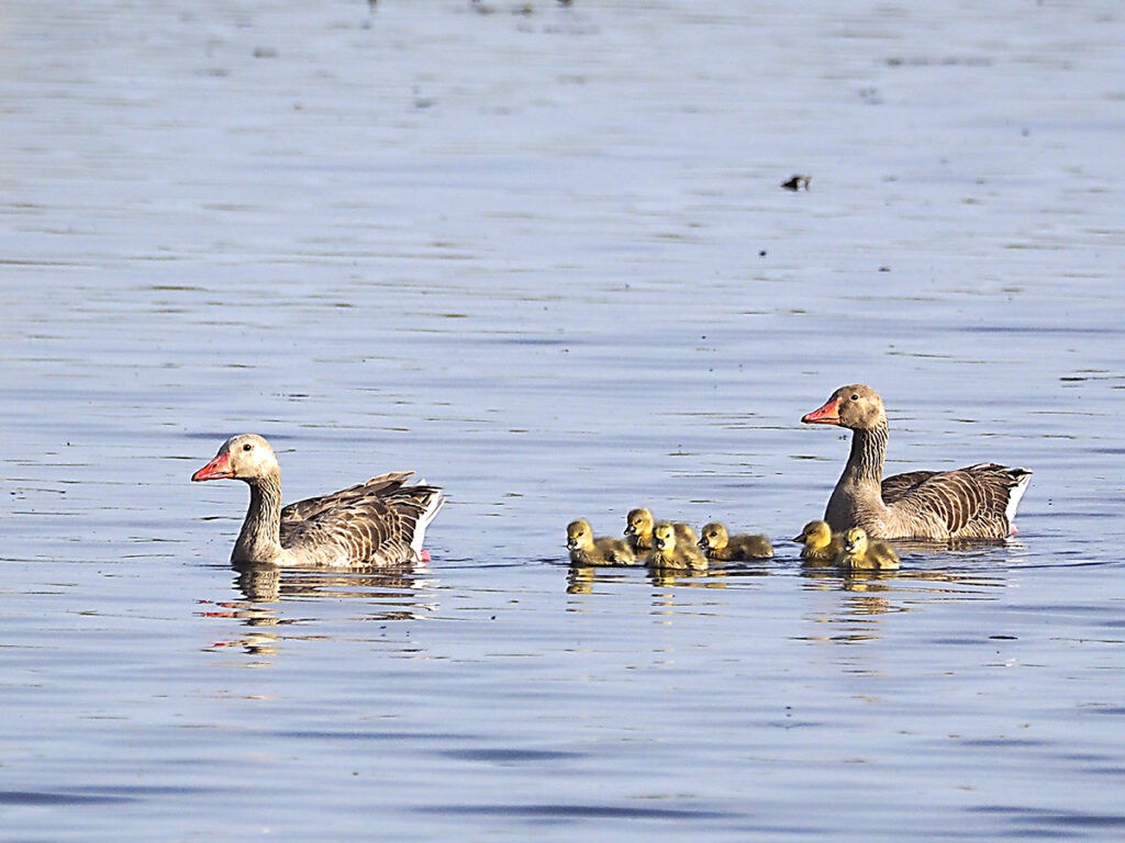 Familia de ánsares al completo