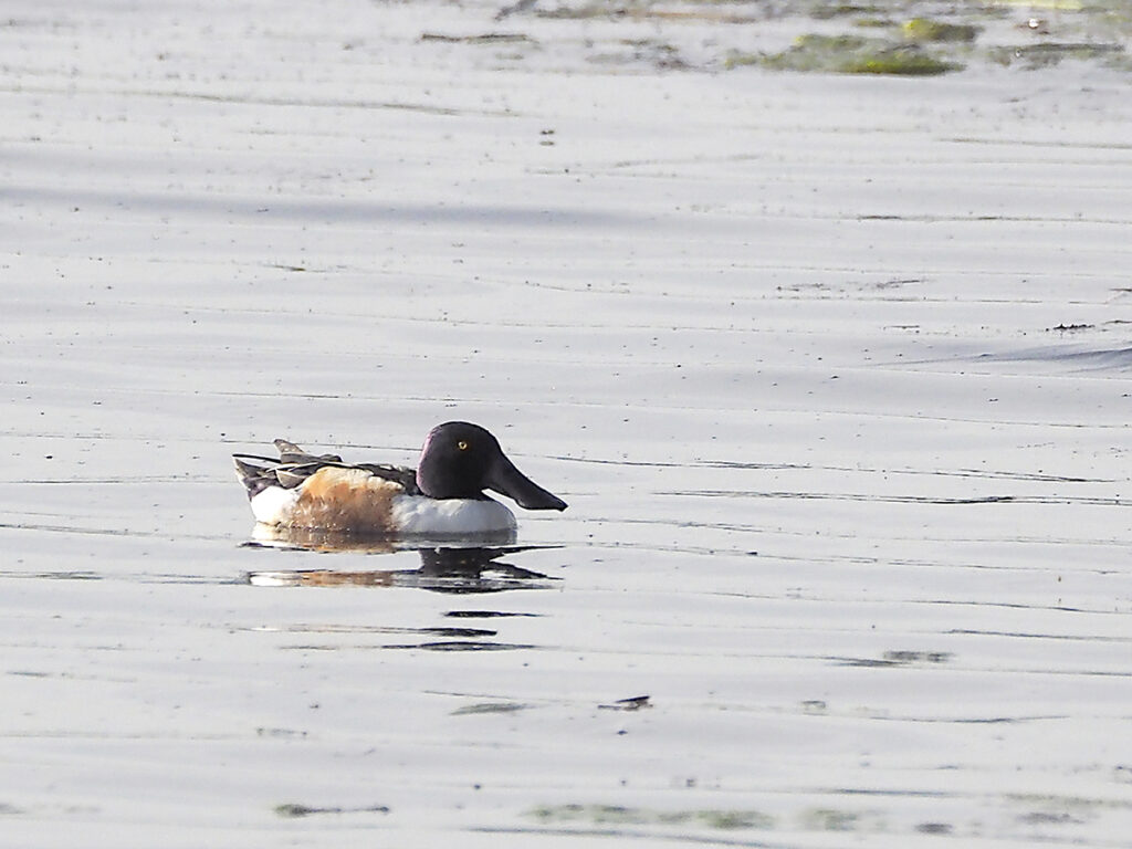Pato cuchara a contraluz