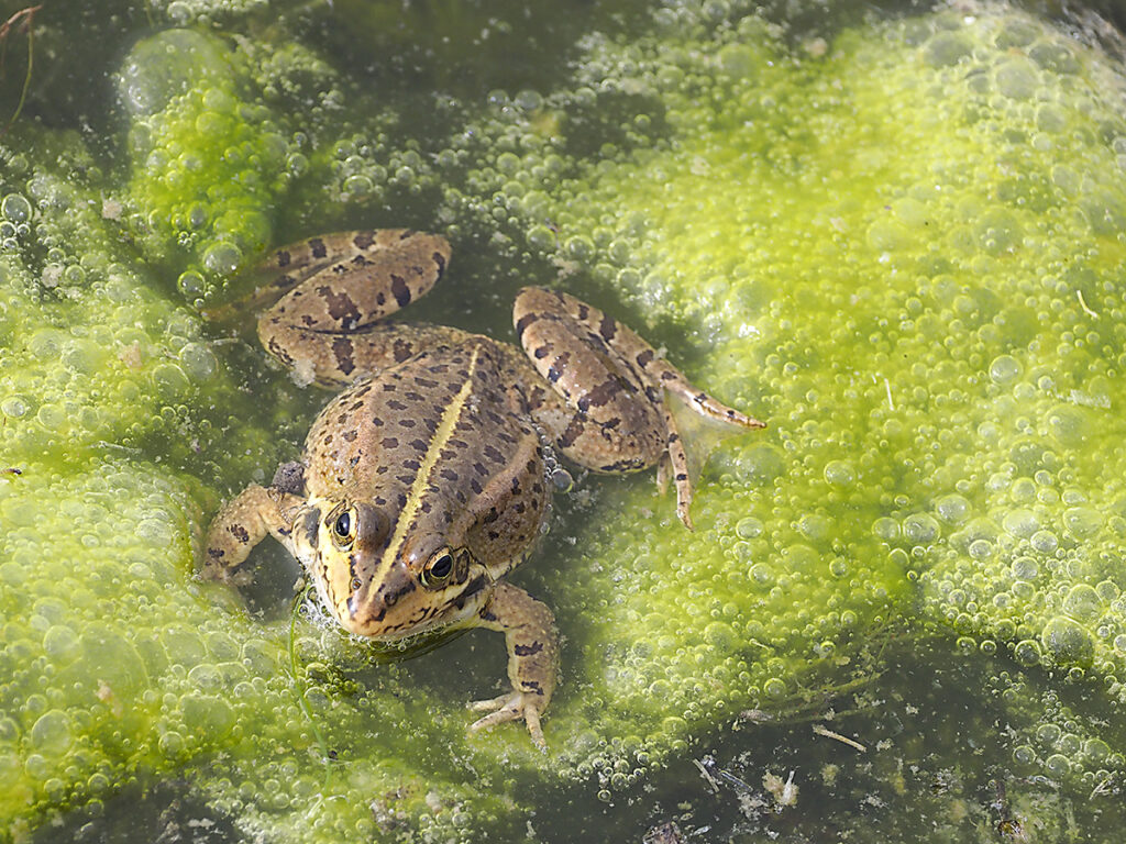 Ranas de las Tablas de Daimiel