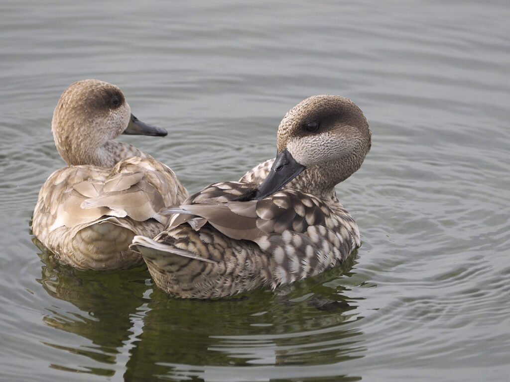 Pareja de cercetas pardillas acarameladas