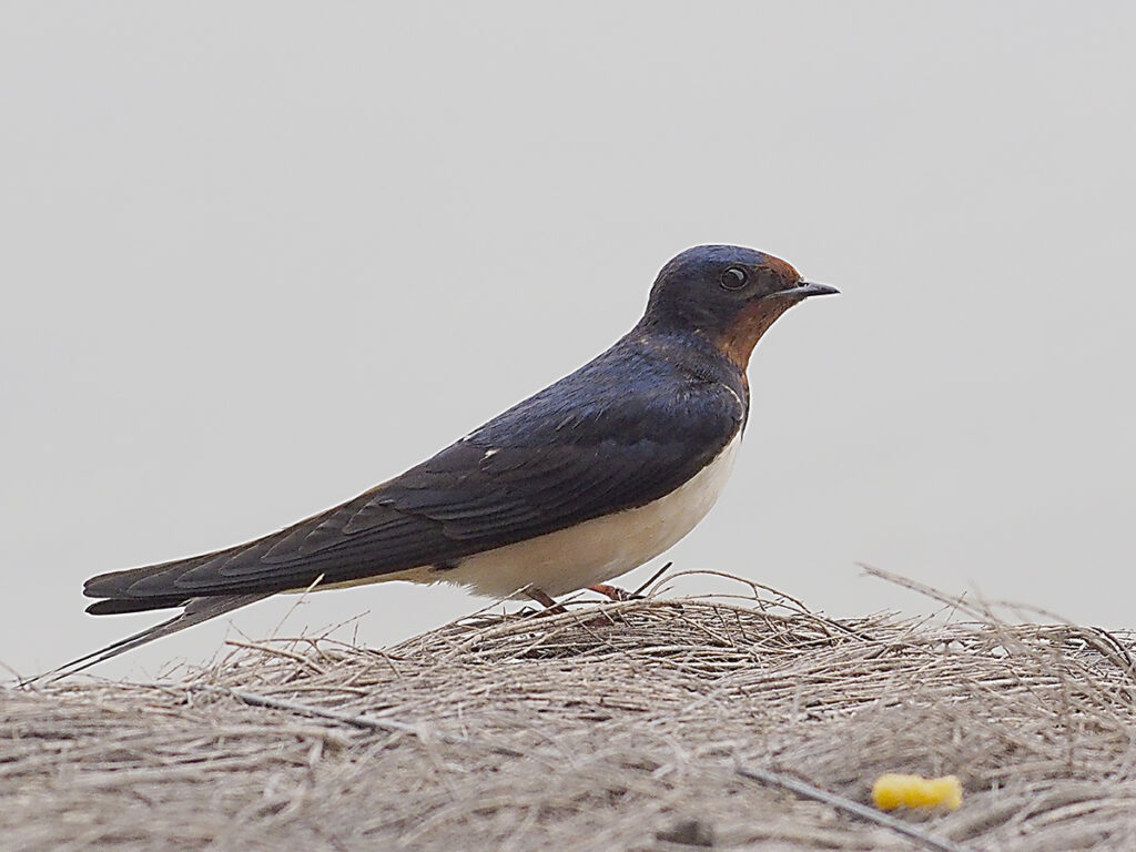 Golondrina