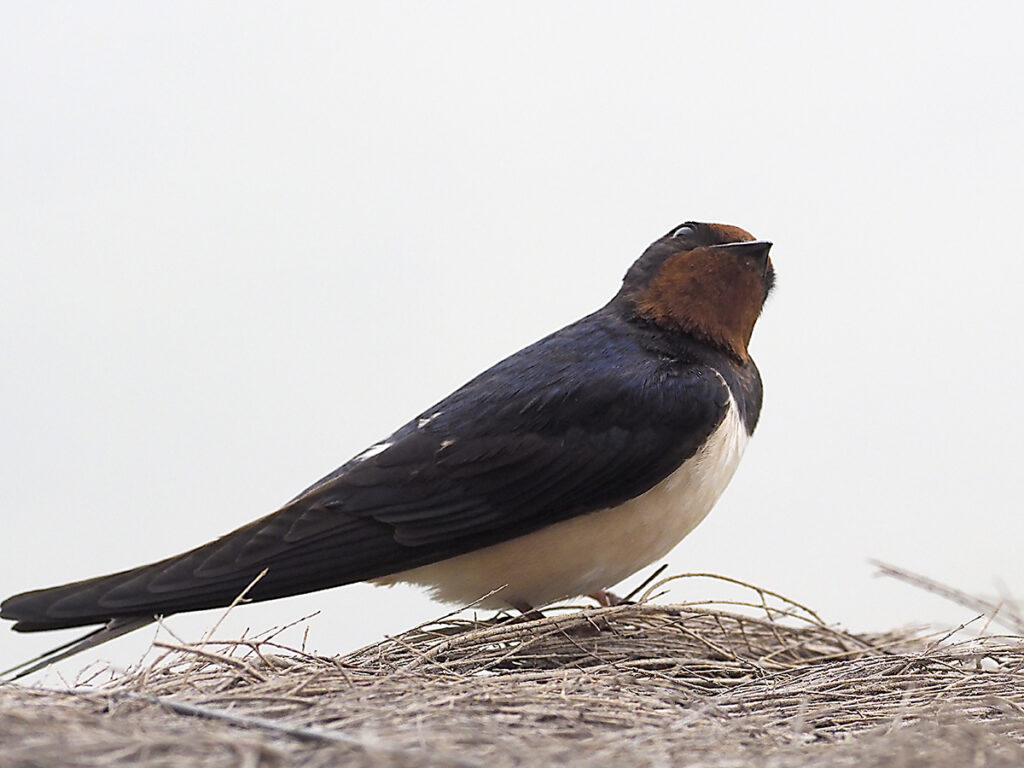 Golondrina