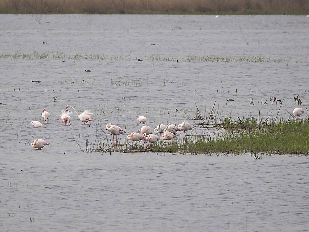 Flamencos en la distancia