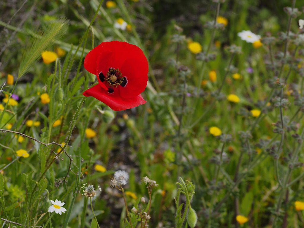 Amapola