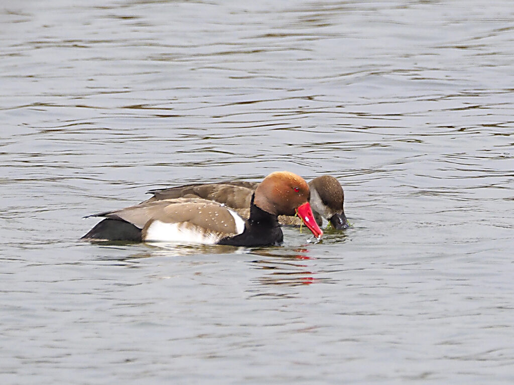 Pareja de patos colorados