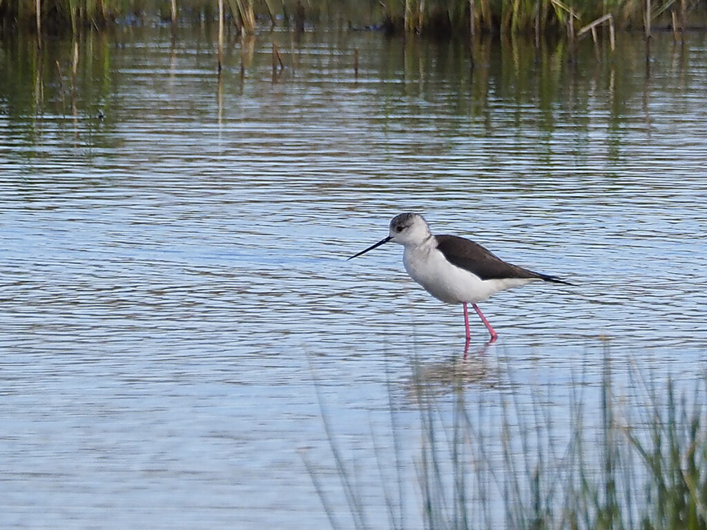 Cigüeñuela sigilosa...