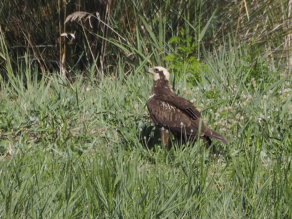 Aguilucho lagunero pensativo...: