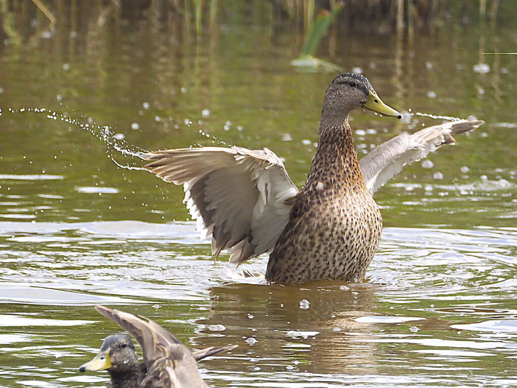 Pato salpicando