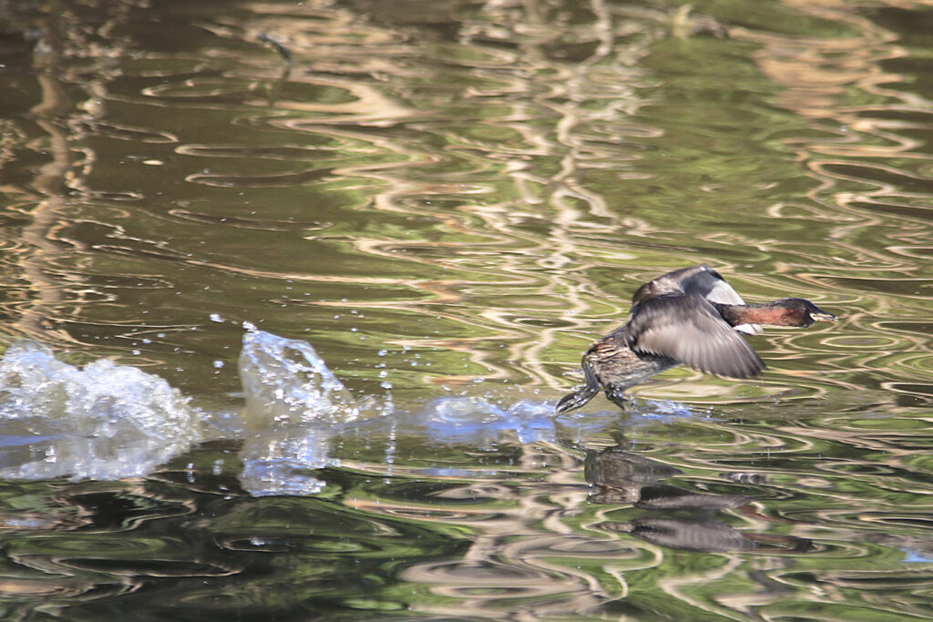 Zampullín corriendo sobre el agua
