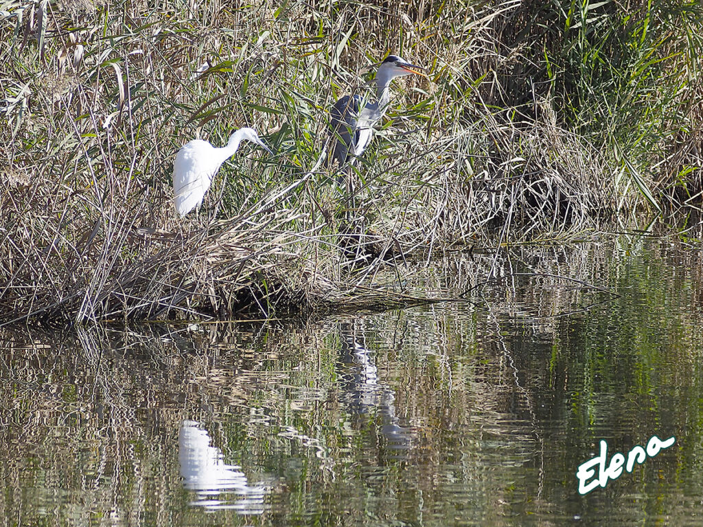 Garceta común y garza real en el margen de la ría