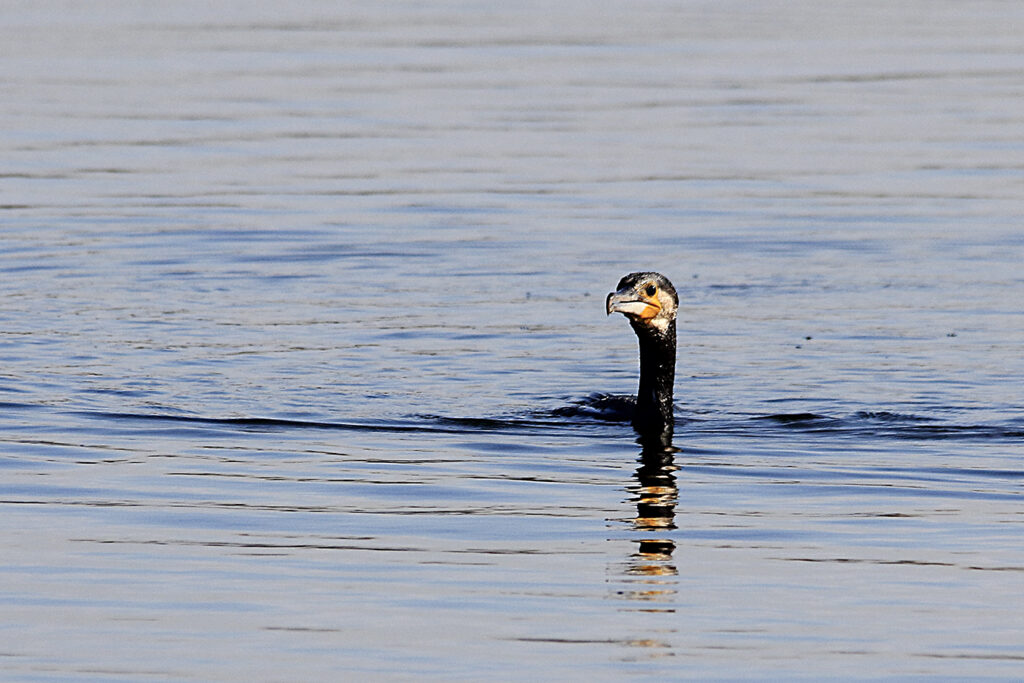 Cormorán solitario