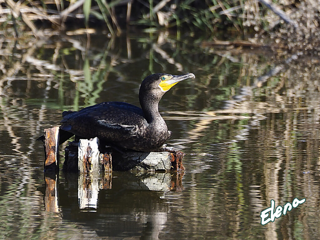 Cormorán descansando...