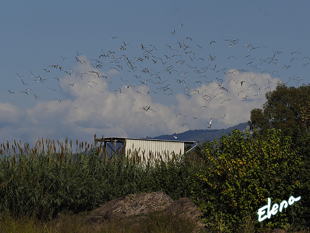 Bandada de gaviotas