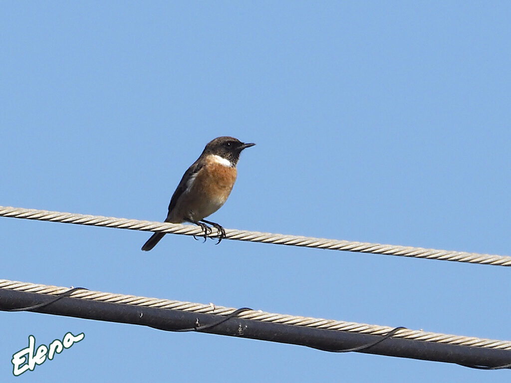 Tarabilla europea