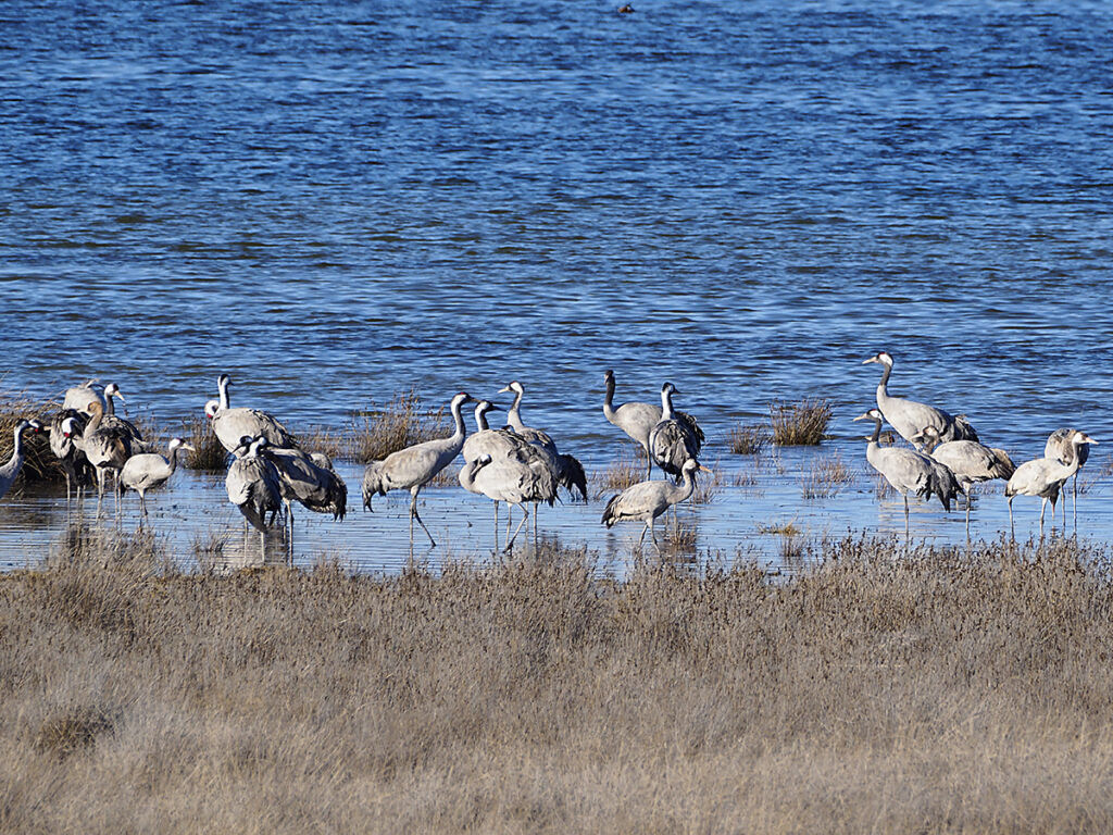 Primeras grullas en Gallocanta