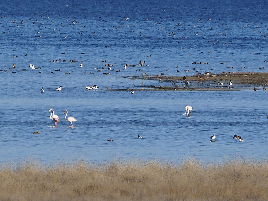 Flamencos rodeados de otras aves